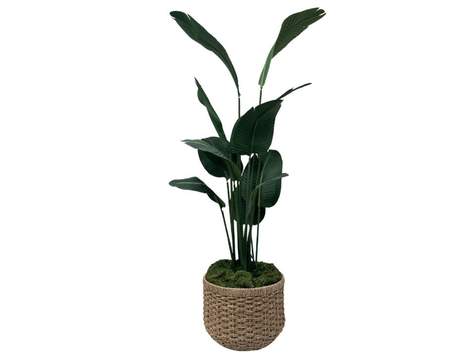 Seduction Floor Plant
