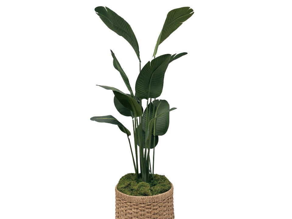 Seduction Floor Plant