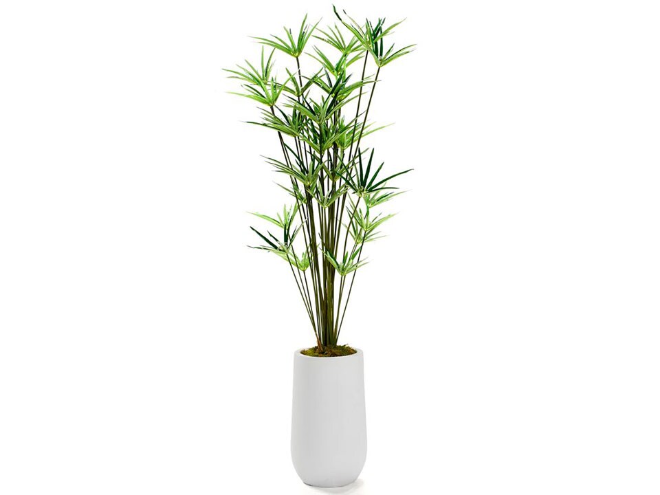 Cyperus Papyrus Plant in White Clay Planter