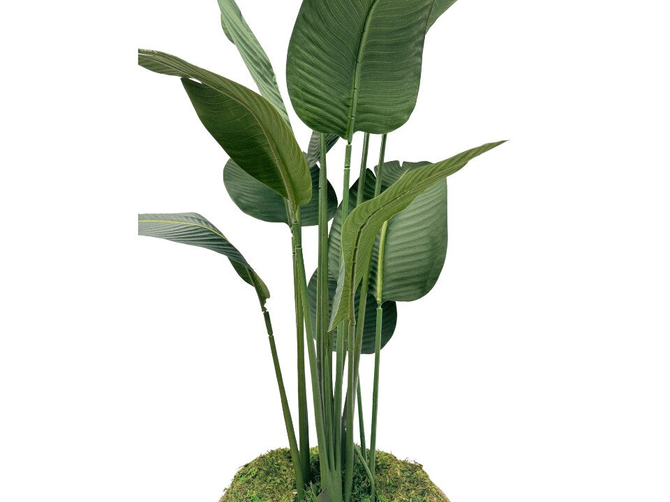 Seduction Floor Plant
