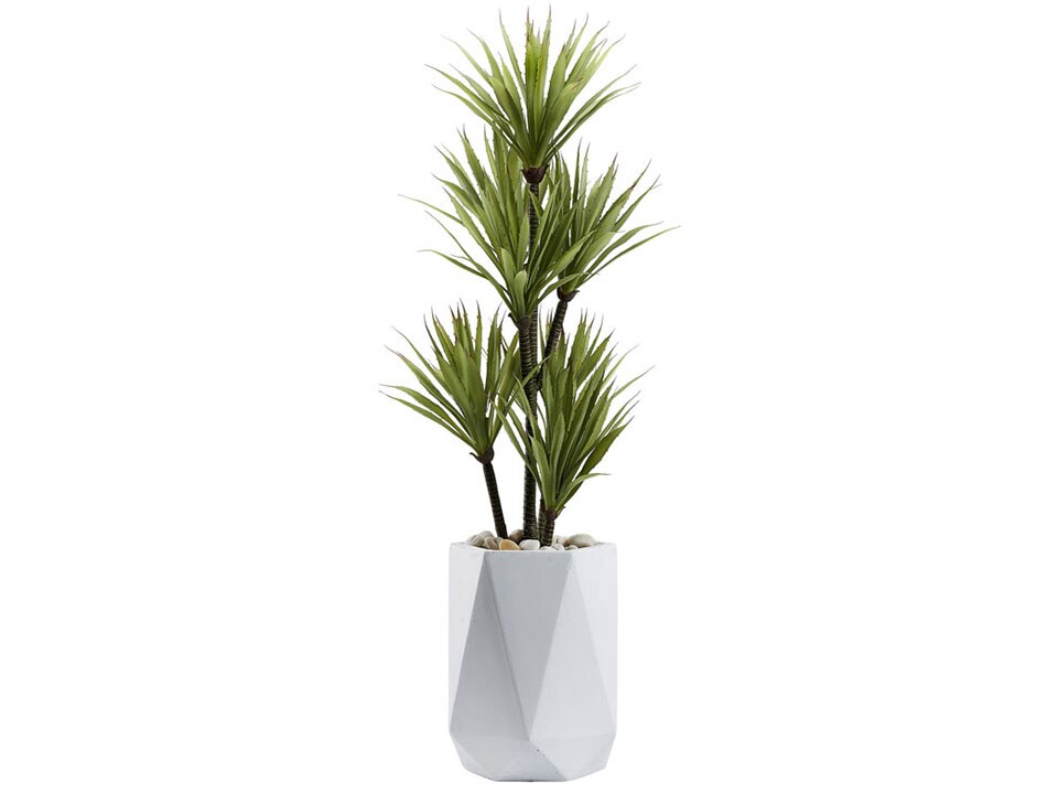 Yucca Tree in White Geometric Planter