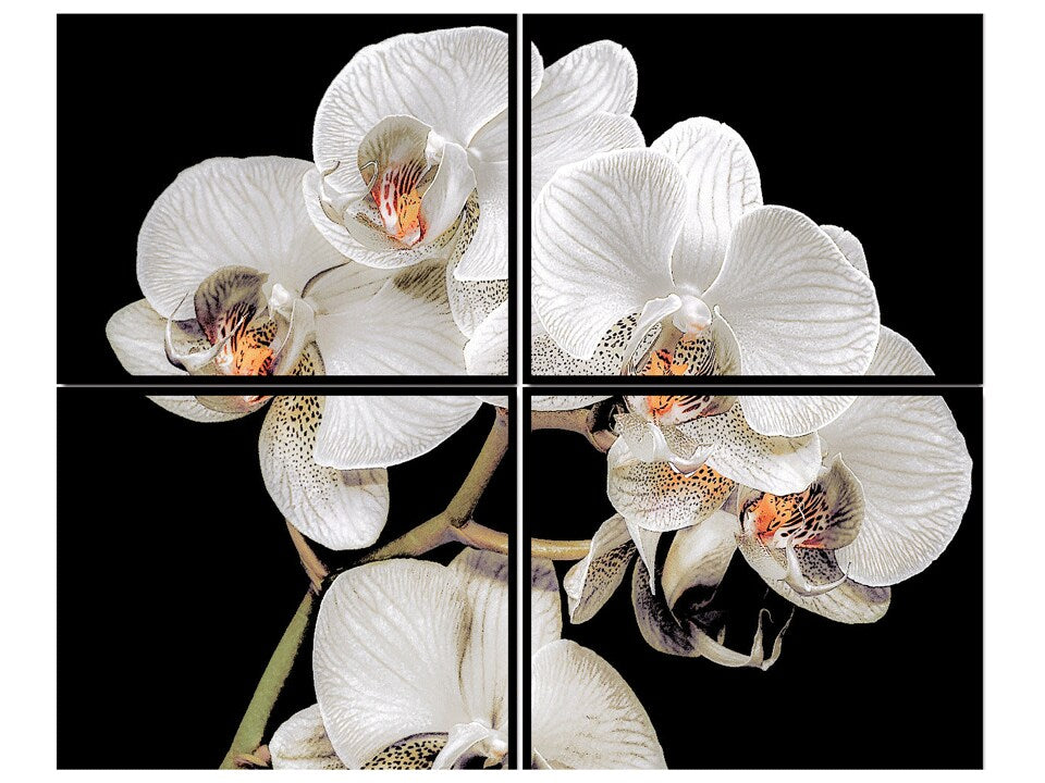 White Tender Orchid Acrylic Wall Art w/ Frame