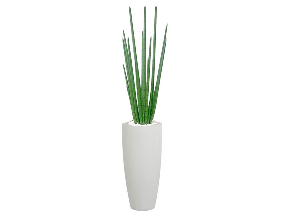 Medium Snake Grass With White Base